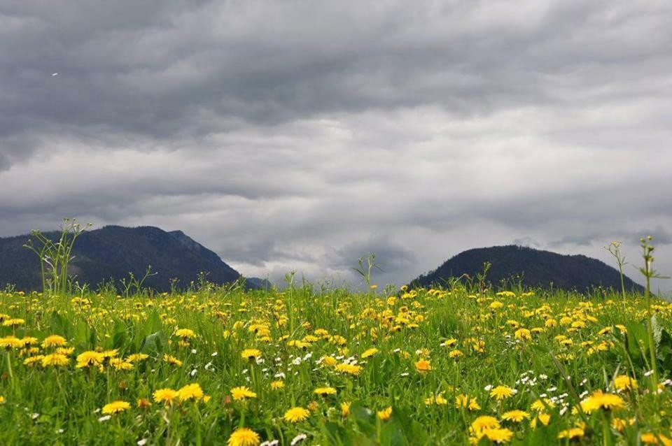 Greenheart Aussee Obersdorf المظهر الخارجي الصورة